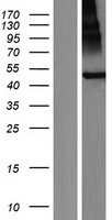 TMEM118 (RNFT2) Human Over-expression Lysate