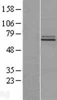 FAM73B (MIGA2) Human Over-expression Lysate