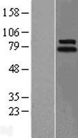 LINGO1 Human Over-expression Lysate