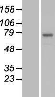 C3orf39 (POMGNT2) Human Over-expression Lysate