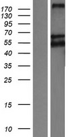 LRP11 Human Over-expression Lysate