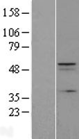 C12orf34 (FAM222A) Human Over-expression Lysate