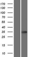 Protein atonal homolog 8 (ATOH8) Human Over-expression Lysate