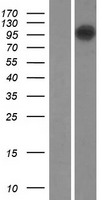 TMEM87B Human Over-expression Lysate