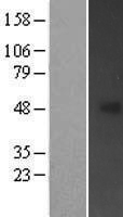 FBXL20 Human Over-expression Lysate