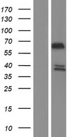 SYTL1 Human Over-expression Lysate