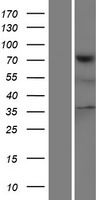 TNS4 Human Over-expression Lysate