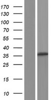C13orf33 (MEDAG) Human Over-expression Lysate
