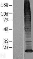 TMEM128 Human Over-expression Lysate