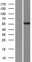 PPP1R16A Human Over-expression Lysate