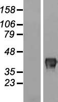 FAM83A Human Over-expression Lysate