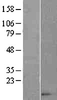 CCL14 Human Over-expression Lysate