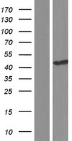 MAPKAP Kinase 2 (MAPKAPK2) Human Over-expression Lysate