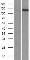 CHREBP (MLXIPL) Human Over-expression Lysate