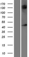 NXF5 Human Over-expression Lysate