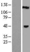 C1orf94 Human Over-expression Lysate