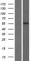 KRT82 Human Over-expression Lysate