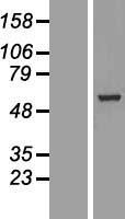 BBS4 Human Over-expression Lysate