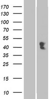 ACP4 Human Over-expression Lysate