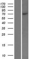 MPP4 Human Over-expression Lysate