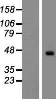 ATCAY Human Over-expression Lysate