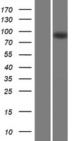 MAP6 Human Over-expression Lysate