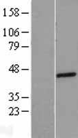 Prostein (SLC45A3) Human Over-expression Lysate