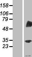 RNF87 (TRIM4) Human Over-expression Lysate