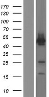 GREB1 Human Over-expression Lysate