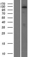 LZTR2 (SEC16B) Human Over-expression Lysate
