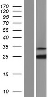 RBM18 Human Over-expression Lysate