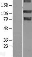 NEK9 Human Over-expression Lysate