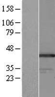 BAT4 (GPANK1) Human Over-expression Lysate