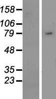 SIGLEC10 Human Over-expression Lysate