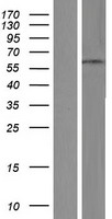 Zinc finger protein 682 (ZNF682) Human Over-expression Lysate