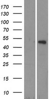 TRIM14 Human Over-expression Lysate