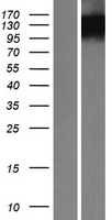 BOC Human Over-expression Lysate