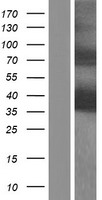 Pur B (PURB) Human Over-expression Lysate