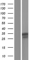NALP12 (NLRP12) Human Over-expression Lysate