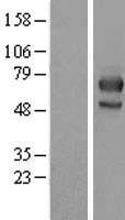 MID1 Human Over-expression Lysate