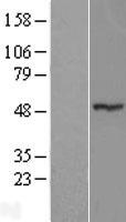 ZNF764 Human Over-expression Lysate