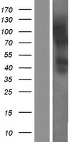 SLC52A3 Human Over-expression Lysate
