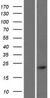CALML4 Human Over-expression Lysate