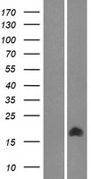 C9orf123 (TMEM261) Human Over-expression Lysate