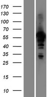HAUS8 Human Over-expression Lysate