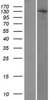 TReP132 (TRERF1) Human Over-expression Lysate