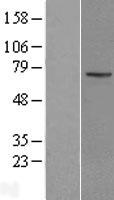 KLHL13 Human Over-expression Lysate