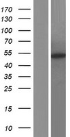 FBXO9 Human Over-expression Lysate