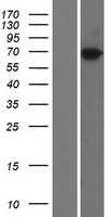 TRIM47 Human Over-expression Lysate