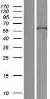 KRT71 Human Over-expression Lysate